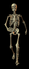  Animated skeleton walking towards you. 
